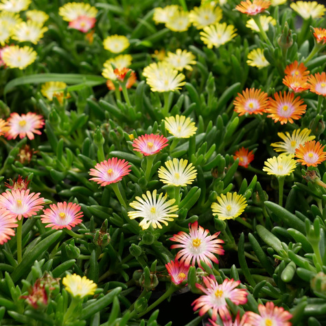 Delosperma Coopera Ice Cream™ MixMasters® Swirl