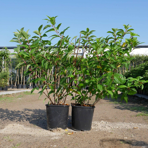 Hortensja bukietowa Living Strawberry Bloosom (C2)