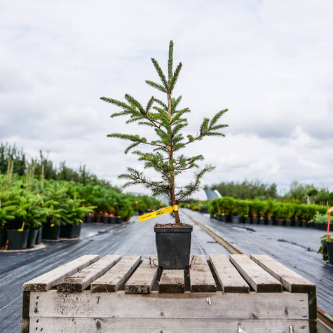 Świerk czerwony (C2)