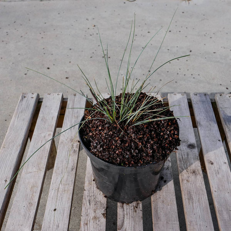 Kostrzewa popielata sina Festina (C2)