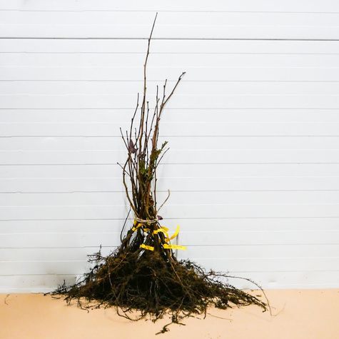 Orzech laskowy Mogulnus Leszczyna Plant Pack