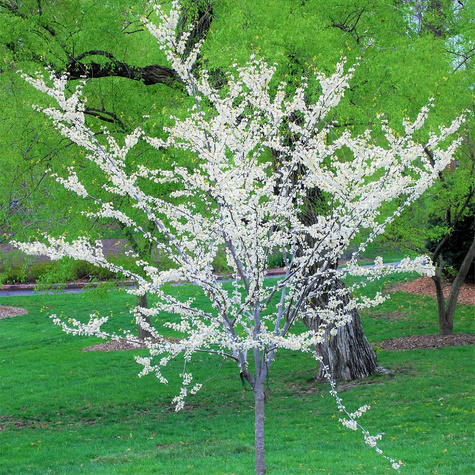 Judaszowiec kanadyjski (C2)