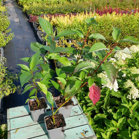 Dereń świdwa Midwinter Fire (P9)