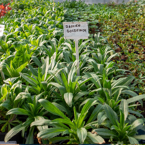 Złocień wielki Goldfinch (C2)