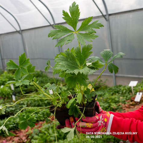 Pełnik chiński Golden Queen (C2)