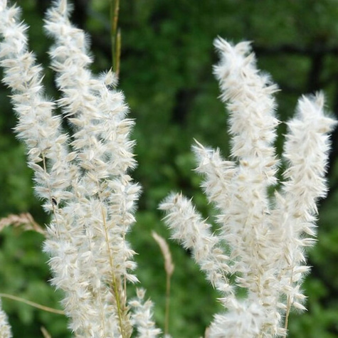 Perłówka orzęsiona (C2)