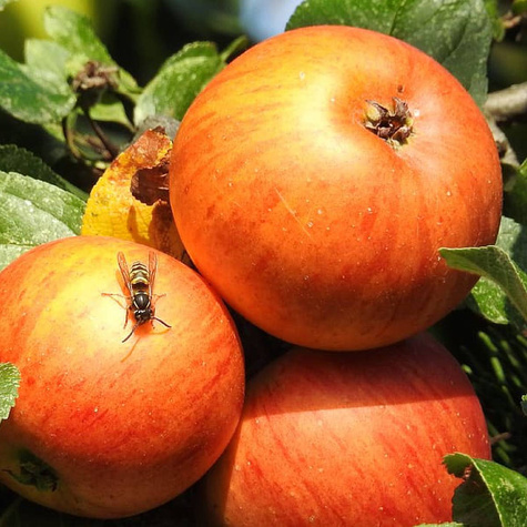 Jabłoń Koksa Pomarańczowa w doniczce C2