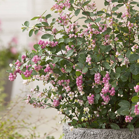 Śnieguliczka Doorenbosa 'Magic Berry' (C2)