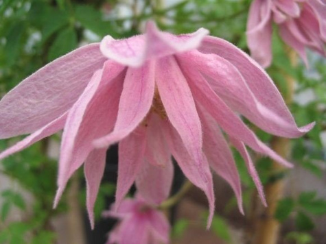 Powojnik Clematis botaniczny Markham's Pink