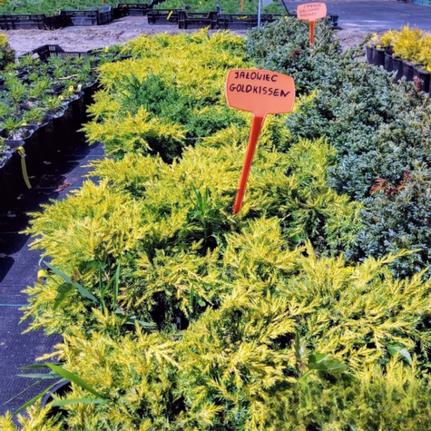 Jałowiec pośredni Goldkissen (C2)