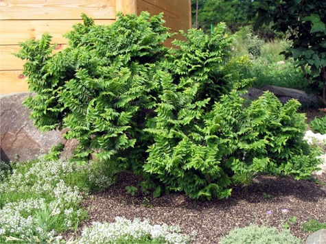 Wiąz polny karłowy Jacqueline Hillier (C2)