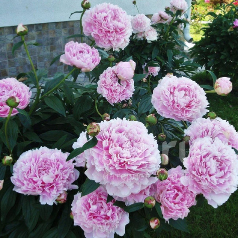 Piwonia lekarska (C2)