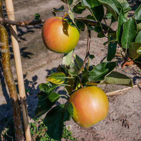 Jabłoń Ariwa Parchoodporna START PACK