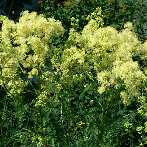 Rutewka żółta (C2)