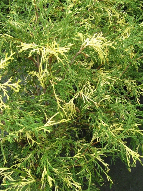 Cyprysik groszkowy Filifera Aureovariegata