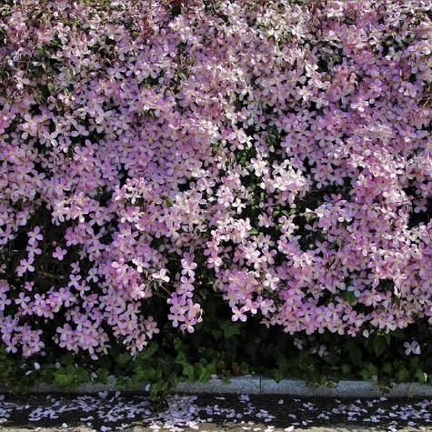 Powojnik Ai-Nor (C2)