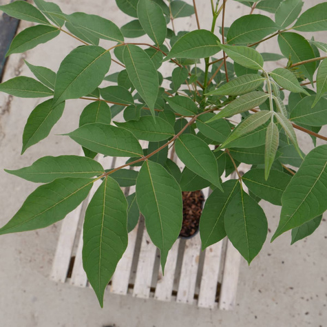 Korkowiec amurski Ozdobny i bardzo odporny Miododajny (C2)