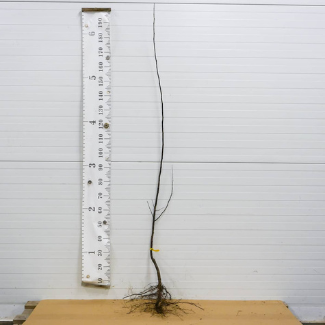 Pigwa jabłkowa Uśpiech Plant Pack