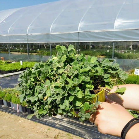 Gęsiówka kaukaska biała (C2)