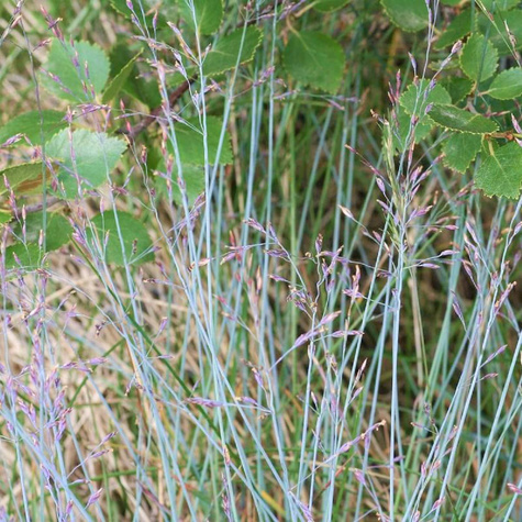 Wiechlina Poa Blue Hills