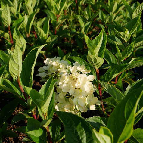 Hortensja bukietowa Little Blossom (C2)