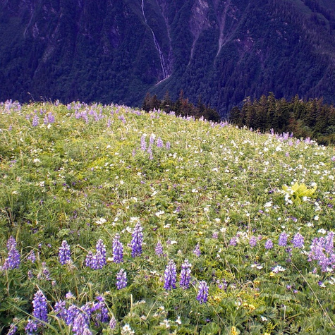 Mieszanka kwiatów Kwiaty Tatr Polskich 1,6g