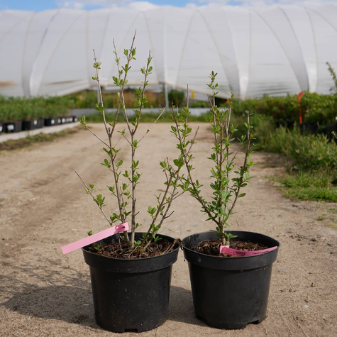 Ligustr pospolity Atrovirens (P9)