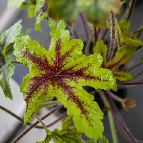 Żuraweczka ogrodowa Alabama Sunrise (C2)
