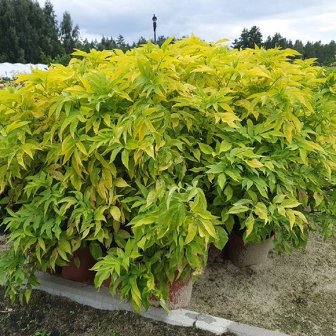 Bez czarny Bzowina Aurea