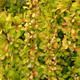 Berberys thunberga Diabolicum (C2)
