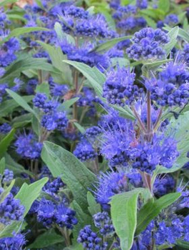 Barbula klandońska Heavenly Blue (P9)