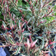 Gaura Gambit Variegata Rose (C2)