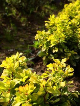Berberys thunberga Golden Zwerg (P9)