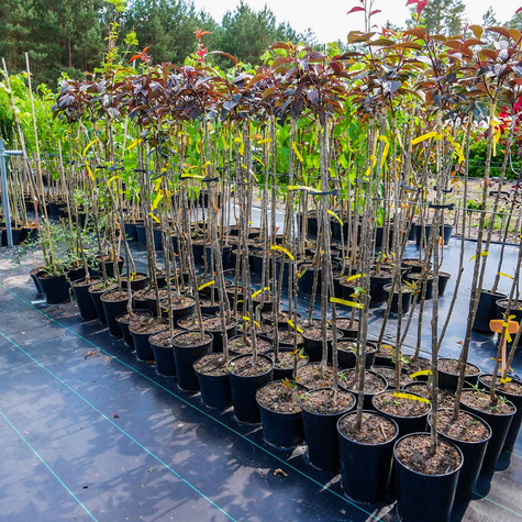 Wiśnia Piłkowana Royal Burgundy na pniu (C5)