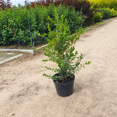 Bukszpan drobnolistny Faulkner (C2)