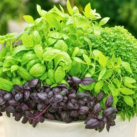 Bazylia mieszanka 0,5g