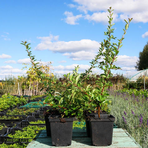 Ognik Szkarłatny Kuntayi (P9)