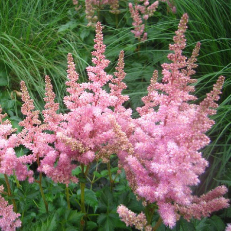 Tawułka chińska Vision in Pink (C2)