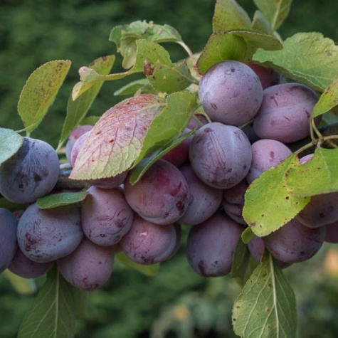 Śliwa kolumnowa Imperial Mrozoodporna w doniczce (C2)