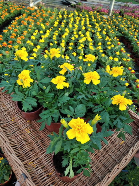 Aksamitka Aksamitki Byczek żółta niska Odstrasza Komary