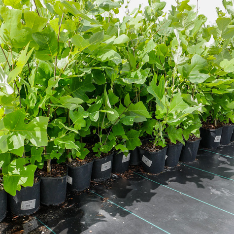 Tulipanowiec amerykański (C7)