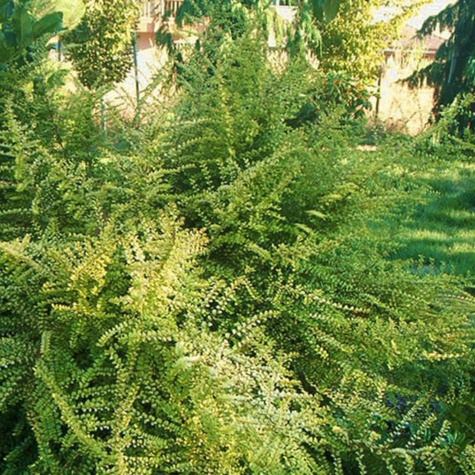 Suchodrzew chiński 'Moss Green' (P9)