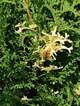 Thuja Tuja Żywotnik zachodni 'Konfetti'