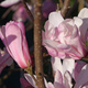 Magnolia George Henry Kern (P9)