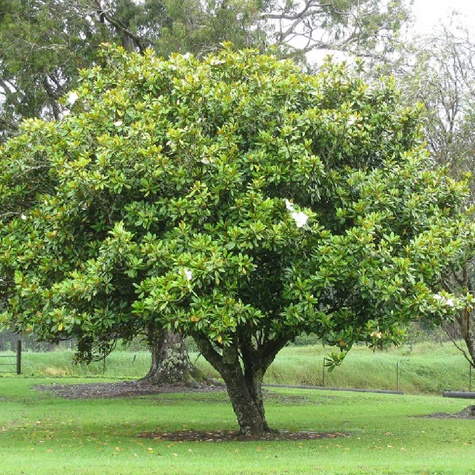 Magnolia wielkokwiatowa (C2)