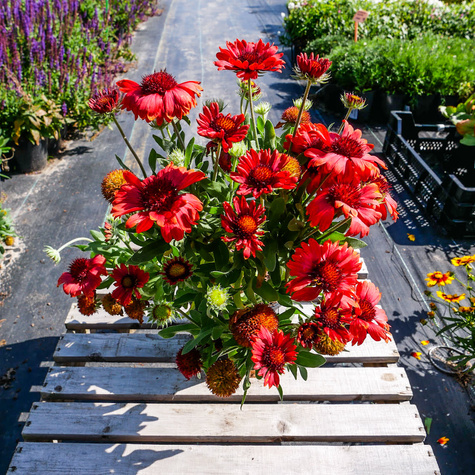 Gailardia oścista Dzianwa Arizona Red Shades (C2)