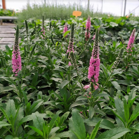 Przetacznik kłosowy Rosa Zwerg (C2)