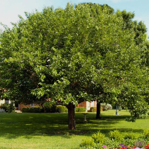 Morwa czerwona w doniczce dla diabetyków soki przetwory