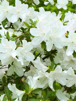 Azalia japońska biała Subtelna (C2)