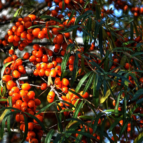 Rokitnik pospolity Złoto Syberii Moskwiczka żeńska